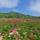 꽃은 하염없이 기다리다 고개를 꺾고! - 영천 화남 삼창리 작약꽃밭, 영동교 일대 생태공원, 그리고 작은 산들~ 이미지