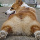 강아지발바닥 이미지