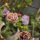 비올라 | 대림원예 팬지 후기｜겨울 팬지 비올라 직접 보고 고르기