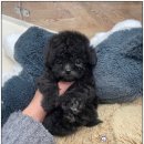 마마스미독 강아지 분양 김해점 이미지