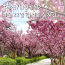 동편공원 공중화장실 | 당진겹벚꽃 명소 4월 22일 남산공원 벚꽃 나들이 / 벚꽃 개화현황, 주차, 산책 후기