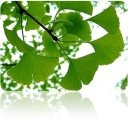 은행나무한의원 이미지