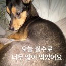 먹보 - 아산시 | 먹보