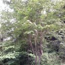 장군의집 민박 이미지