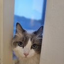 고양이의 휴가 경기광주점 이미지