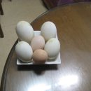 토종 오리알.계란.거위알. 사실분 이미지