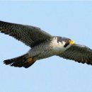 송가네공주칼국수 이미지