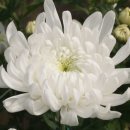 어쩌다가 이미지