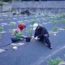 고바우농장 이미지