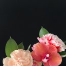 세영생화꽃