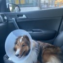 루비켄넬 이미지