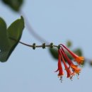 허브와풍뎅이 이미지