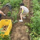 헤이리농장 | 파주 헤이리농원 감자심기 &amp; 수확체험 주말농장 아이랑 갈만한 곳 재재재방문 후기