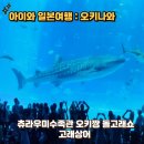 대해로 3 | 오키나와 츄라우미수족관 입장권, 주차장, 오키짱 돌고래쇼 공연시간, 고래상어 관람후기