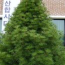 금송목재 이미지