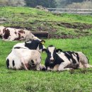 선구목장 이미지