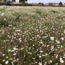 서성일로 이미지