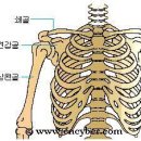 잘모르는얘기1- 견갑골이 발달되면 강한 어깨로 빠른 공을 던질 수 있다. 이미지