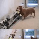 애견사랑 이미지