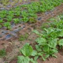 고인돌 쌈밥 이미지