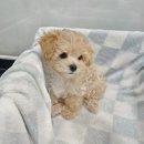 도그마루 강아지고양이 목동점 | [고양이리뷰] 도그마루 강아지 고양이 목동점, 신뢰할 수 있는 서울고양이분양 서비스!