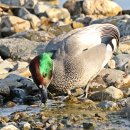 청도오리 이미지