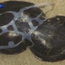플랑크톤 네이버블로그