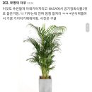 키우기 쉽고 가성비 좋은 공기정화식물 🌿🌵 이미지