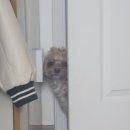 루비애견 이미지