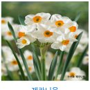 수선화 이미지