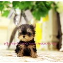 샤이나(SHAINA) 이미지