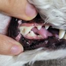 콩냥콩냥 - 계룡시 번영9길 26 | 콩냥콩냥 강아지 스케일러 내돈내산 후기