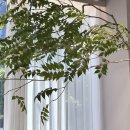 비그로브 그로브 이미지