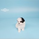 하나토이 이미지