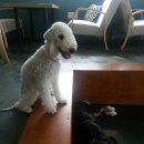 애견매니아 이미지