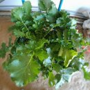 금순 농장 이미지