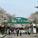 4월12일 인천대공원의 벚꽃 이미지