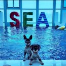 베이비멍 이미지