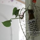 여름식물 인테리어 이미지