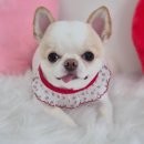 아모르 댕 이미지