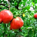 살구꽃핀마을은 이미지