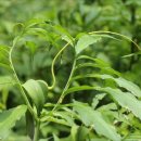 두루미 농원 이미지