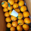 한라봉브로콜리 이미지