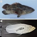 인도의 흉기흑점바리 (Epinephelus malabaricus)의 골격 이상 이미지