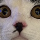 목동 동물병원 | 동탄 목동 고양이 동물병원 추천 솜길동물의료센터 진심이 느껴지는 곳 후기