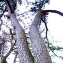 여인송빌리지 이미지