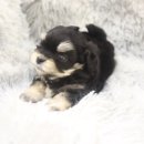 희망애견샵 | 의정부애견분양 믿을 수 있는 곳에서