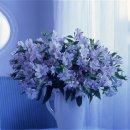 제주북초등학교 이미지