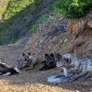 오월이네 이미지