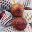 영암농장 이미지